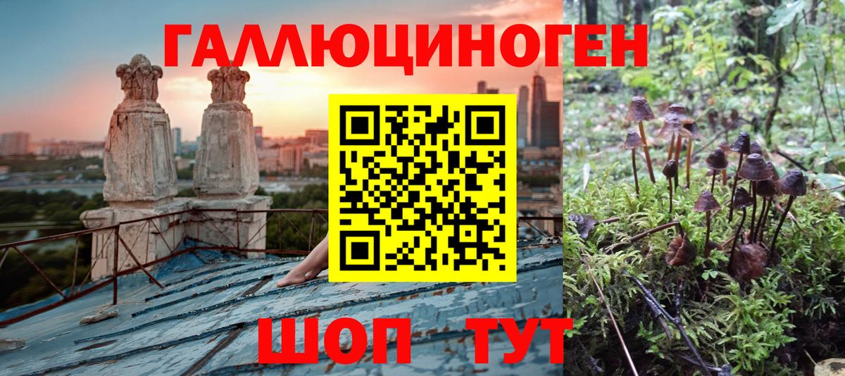 Псилоцибиновые грибы Psilocybine cubensis Бийск
